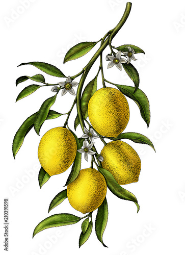 Lemon branch illustration vintage clip art isolate on white background