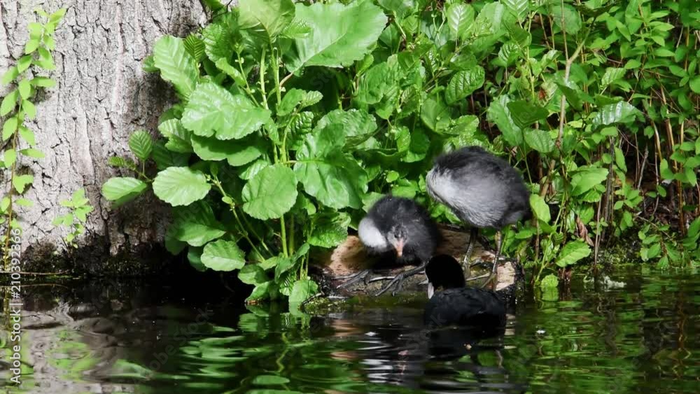Cote preening, feeding and disciplined at a pond in Drottningholm, Stockholm Cote preening, feeding and disciplined at a pond in Drottningholm, Stockholm
