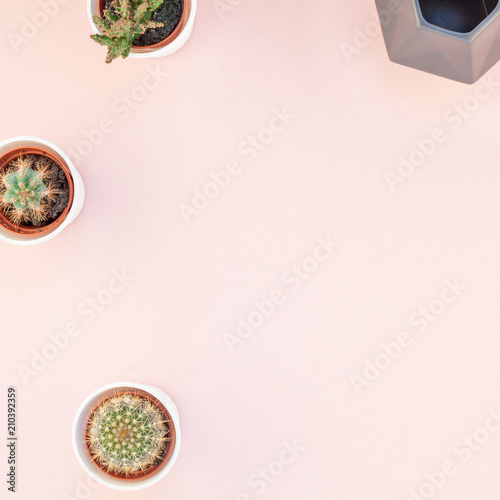 Top view of small pots with decorative cactuses