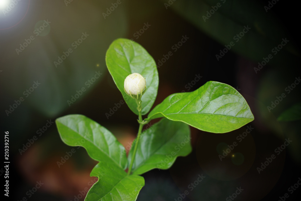 Jasmine bud white flower on nature with beautiful sunlight, Mother's Day card concept. Jasmine bud white flower on nature with beautiful sunlight, Mother's Day card concept.