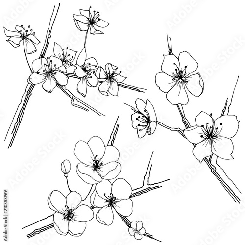 Sakura wildflower in a vector style isolated. Full name of the plant: sakura. Vector flower for background, texture, wrapper pattern, frame or border.