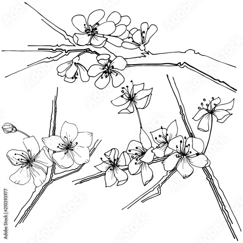 Sakura wildflower in a vector style isolated. Full name of the plant: sakura. Vector flower for background, texture, wrapper pattern, frame or border.