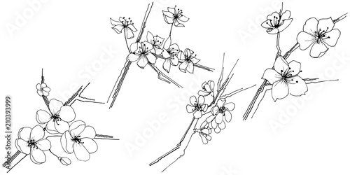 Sakura wildflower in a vector style isolated. Full name of the plant: sakura. Vector flower for background, texture, wrapper pattern, frame or border.