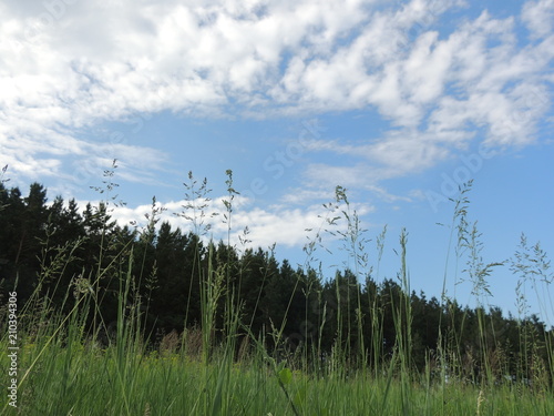 трава на фоне неба