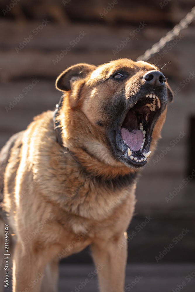 An angry dog barks near the house An angry dog barks near the house