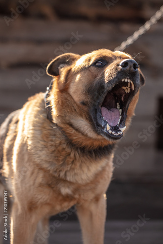 An angry dog barks near the house