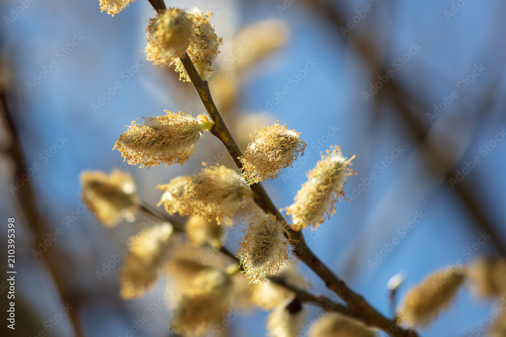 Fototapeta premium Flowers on willow branches against the blue sky