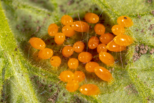Eggs of the Colorado beetle on the leaves of potatoes