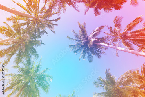 Coconut palm trees in the blue sky background vintage filter style  image for summer background.
