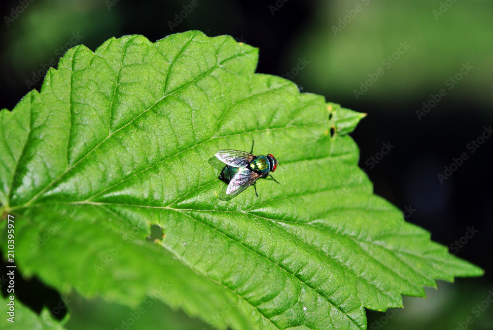 Raspberry leaf with green fly sitting on it close up detail, green bush soft bokeh background