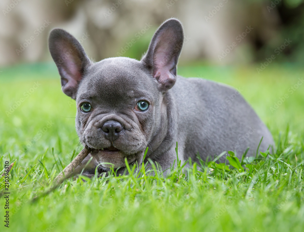 a portrait of a young french bulldog