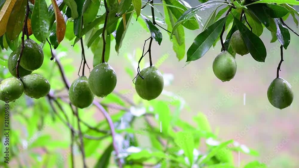 Suicide tree in the rain drops with green nature background.Close-up nature footage  in raining season.