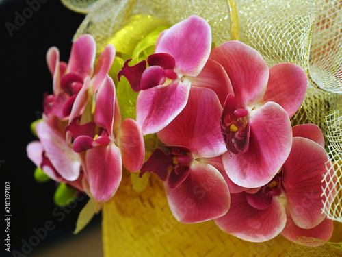 Close-up shot of tropical country flower called Orchid in yellow  orange  white  pink  and many other colour