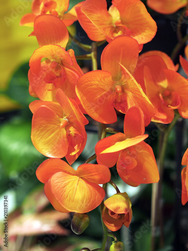 Close-up shot of tropical country flower called Orchid in yellow  orange  white  pink  and many other colour