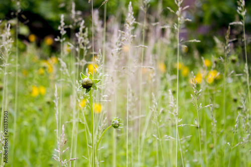 Wild Flowers In Bloom Early Spring 