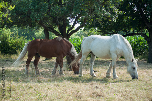 portrait of white and brown horse grazing in a meadow
