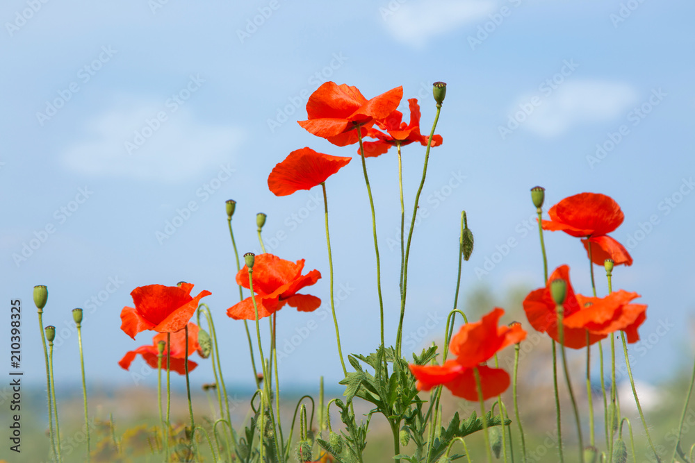 Obraz premium Маки.