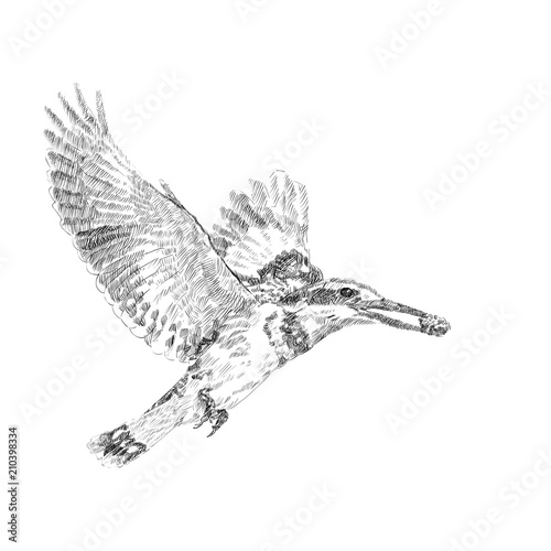 Drawing of Pired Kingfiher flying while holding food in mount.