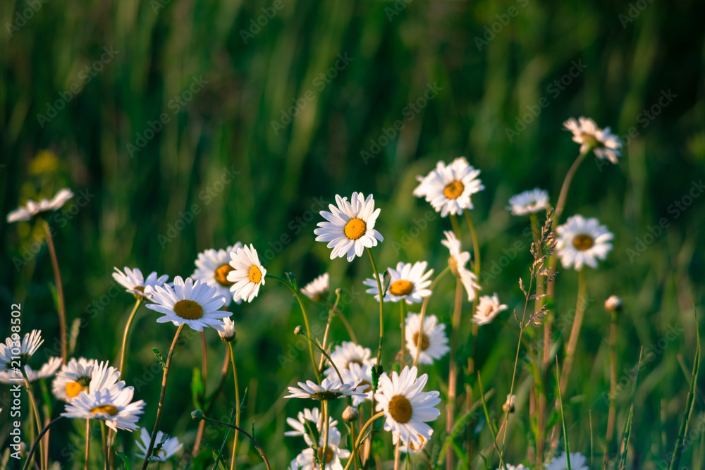 chamomile in sunrise rays at green grass background chamomile in sunrise rays at green grass background
