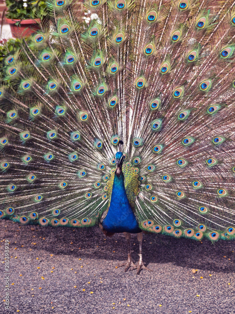Obraz premium peacock, bird, animal, feathers, feather, blue, nature, tail, green, beautiful, peafowl, wildlife, zoo, beauty, color, colorful, plumage, pattern, beak, bright, dancing, pheasant
