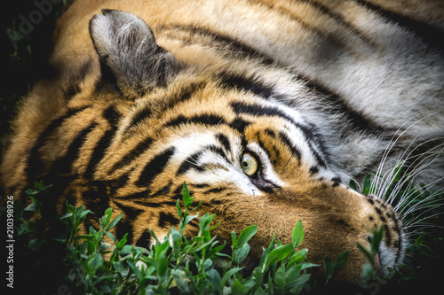 Fototapeta Naklejka Na Ścianę i Meble -  tiger