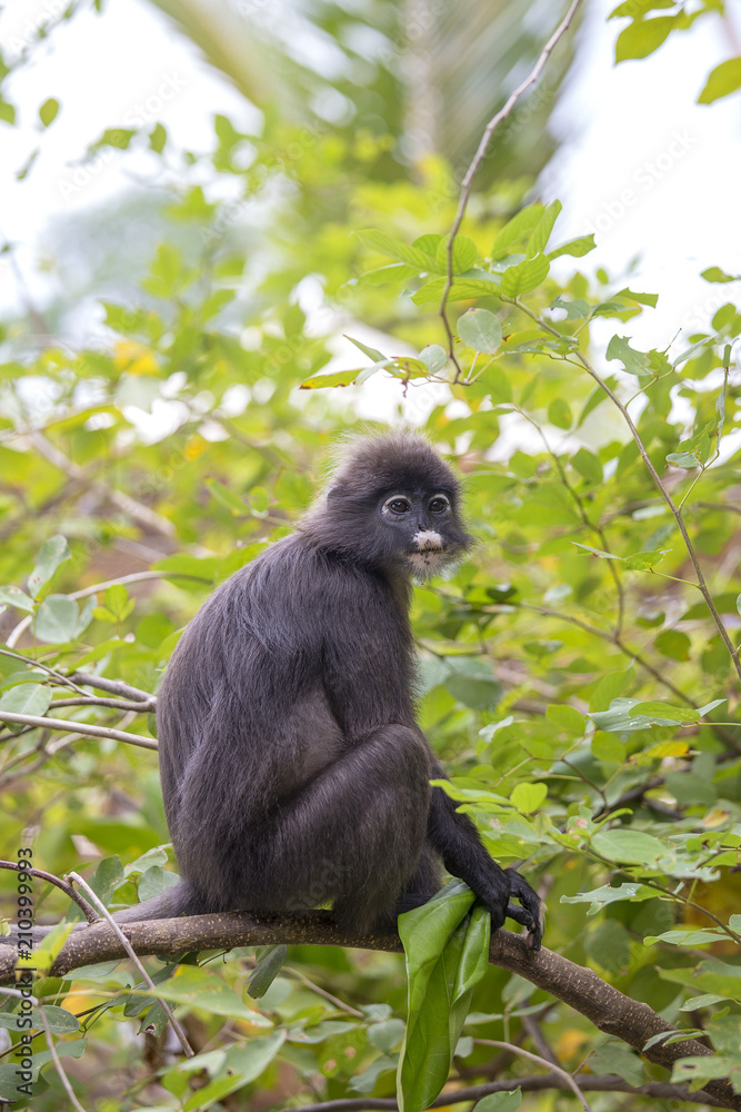 Fototapeta premium Dusky leaf monkey, spectacled leaf monkey, langur is sitting among leaves in a tree in the wild. Location: Perhentian island, Malaysia.