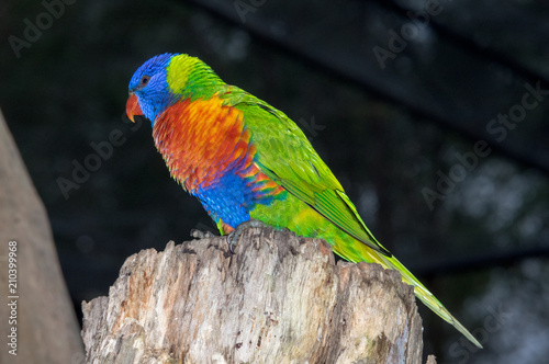 Blue headed Parrot photo