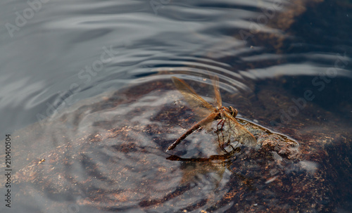 Dragonfly Near Water