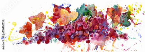 Grape vine, watercolor illustration on white background. Plant element for design and creativity. Multi-colored grapes. Pink grapes.
