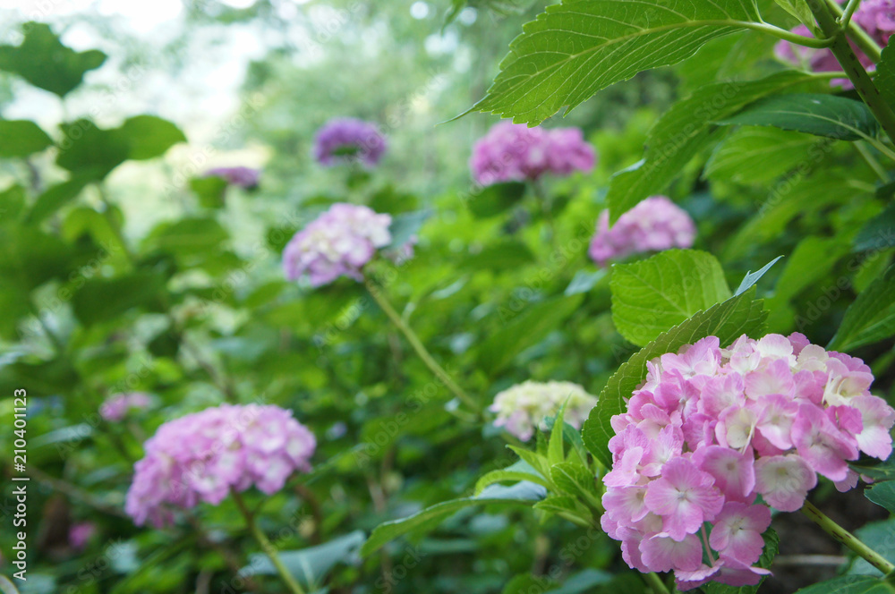 長谷寺のあじさい（奈良県、日本）