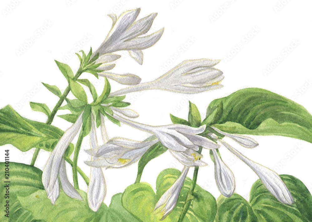 white flowers Hosta watercolor painting white flowers Hosta watercolor painting