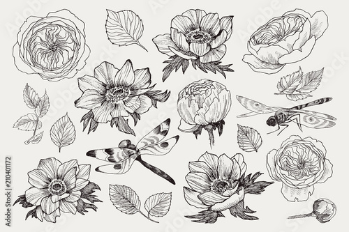 Big set of monochrome vintage flowers vector elements with insect dragonfly, Botanical flower decoration shabby chic illustration wild roses and anemone, poppy isolated natural floral wildflowers