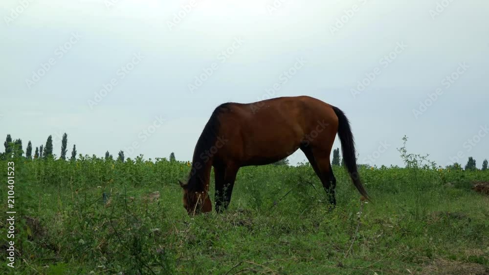 Brown horse eating grass at rural field. Close up black horse head. Brown horse eating grass at rural field. Close up black horse head.