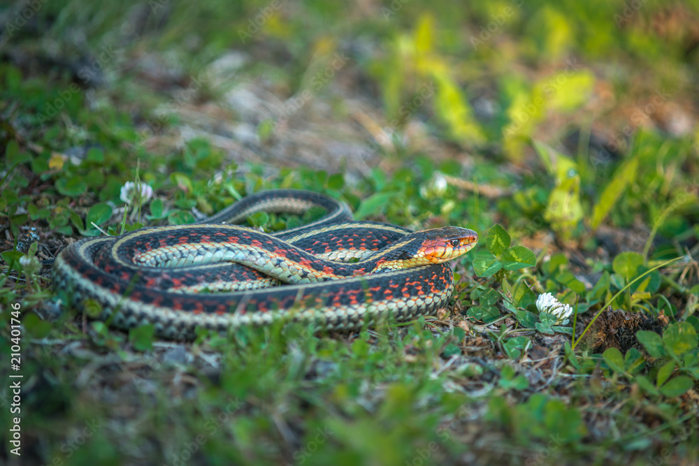 Fototapeta premium Garter Snake on Grass