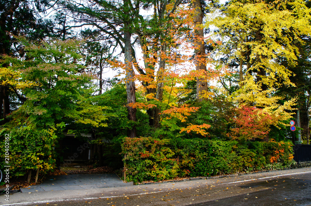 Naklejka premium 紅葉した角館武家屋敷通り(秋田県、日本)
