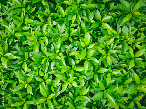 Top view of green leaves. Idea Ideas for Green Backgrounds