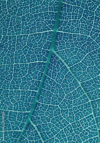 leaf pattern macro abstract colour