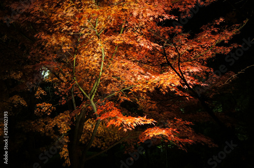比叡山のライトアップされた紅葉（滋賀県、日本）