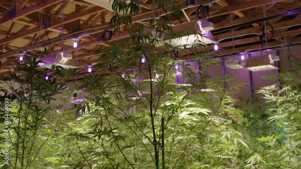 Industrial Indoor Marijuana Grow House Pan Down.mov Industrial Indoor Marijuana Grow House Pan Down.mov