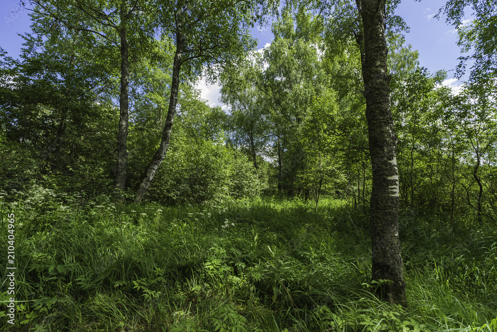 summer landscape. sunny summer day. white clouds on a blue sky. green hills, forests and fields. Rural summer countryside landscape. Forest before the rain. Beautiful trees in a summer forest