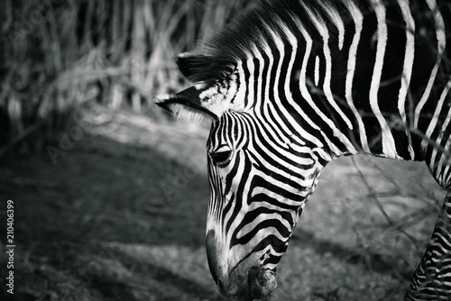Fototapeta Naklejka Na Ścianę i Meble -  zebra