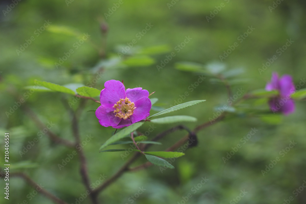 Close-up Image of blooming pink dogrose wildflower in the forest after the rain on a green background Close-up Image of blooming pink dogrose wildflower in the forest after the rain on a green background