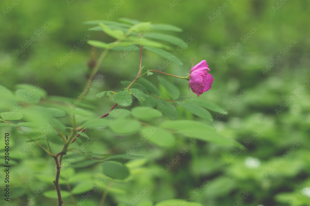 Obraz premium Close-up Image of blooming pink dogrose wildflower in the forest after the rain on a green background