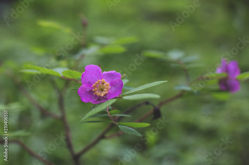 Close-up Image of blooming pink dogrose wildflower in the forest after the rain on a green background