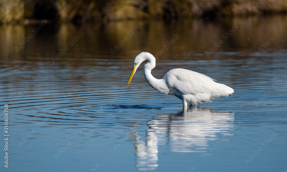 Grande Aigrette Réserve Ornithologique du Teich Grande Aigrette Réserve Ornithologique du Teich