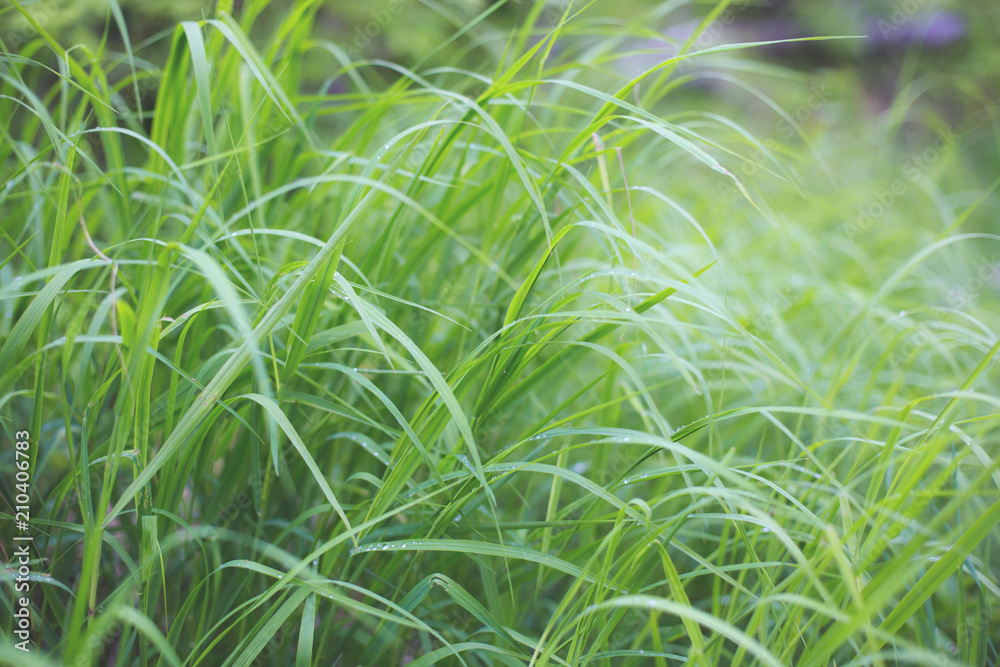 Green soft focused background of dew drops on bright grass
