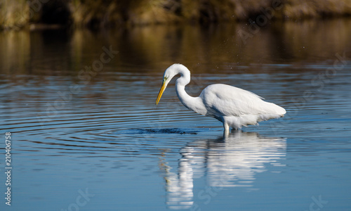 Grande Aigrette Réserve Ornithologique du Teich