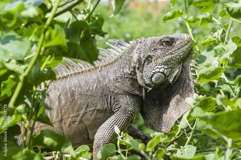 Iguana, Iguanidae / Iguana in green leaves roof, South America, Ecuador. Iguana, Iguanidae / Iguana in green leaves roof, South America, Ecuador.