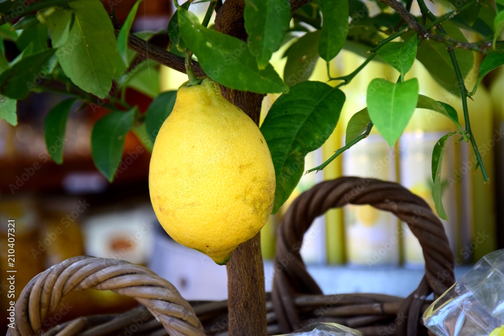 Zitronenbaum im Korb auf einem Marktstand am Gardasee Stock Photo ...