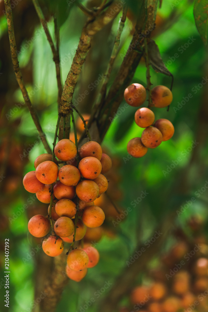 Burmese grape